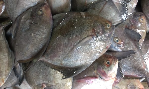 Black Pomfret Fish